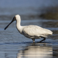 Royal Spoonbill